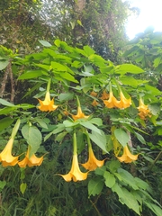 Brugmansia aurea