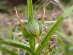 Pterostylis montana