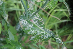 Phytomyza syngenesiae