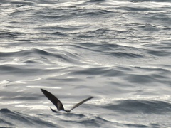 Oceanites oceanicus