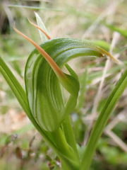 Pterostylis montana