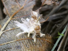Akanthomyces