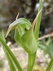 Pterostylis montana