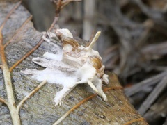 Akanthomyces