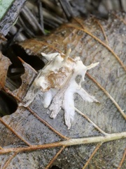 Akanthomyces