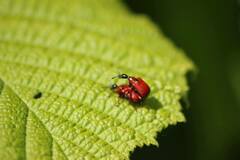 Apoderus coryli
