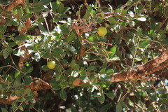 Elaeodendron zeyheri