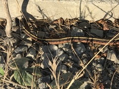 Thamnophis elegans