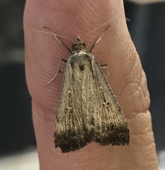 Tathorhynchus fallax