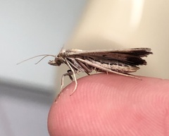 Tathorhynchus fallax