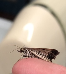 Tathorhynchus fallax