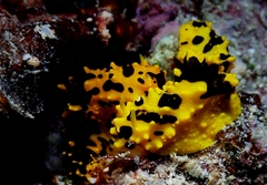Notodoris gardineri
