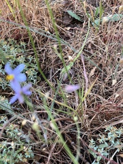 Cyanella hyacinthoides