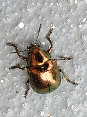 Eumolpinae
