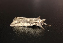 Ecnomodes sagittaria