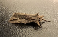 Ecnomodes sagittaria