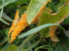 Phragmidium violaceum