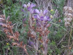 Phelipanche arenaria
