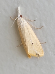 Scirpophaga incertulas