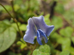 Parochetus africanus