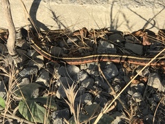 Thamnophis elegans