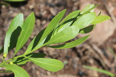Fadogia homblei
