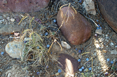 Boechera duchesnensis