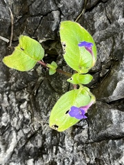 Gesneriaceae