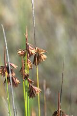 Staberoha distachyos