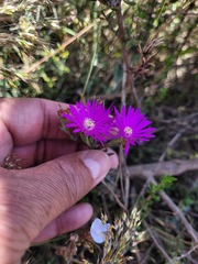 Lampranthus emarginatus