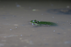 Hyla arborea