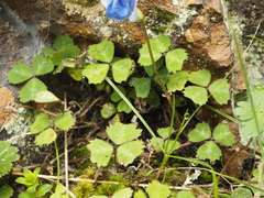 Parochetus africanus