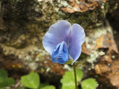 Parochetus africanus