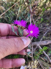 Lampranthus emarginatus