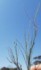 Setaria brownii