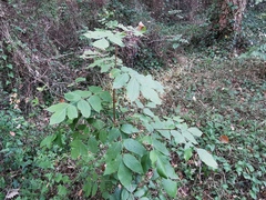 Fraxinus ornus