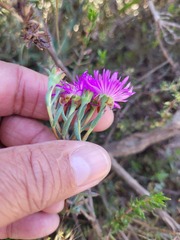 Lampranthus emarginatus