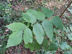 Fraxinus ornus