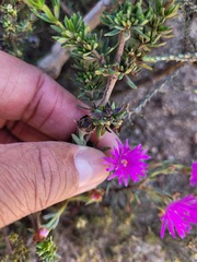 Lampranthus emarginatus