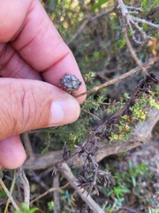 Lampranthus emarginatus