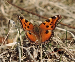 Nymphalis xanthomelas