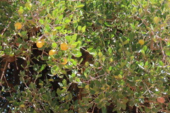 Elaeodendron zeyheri
