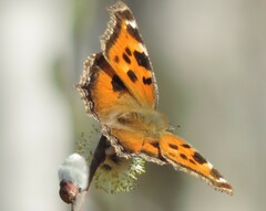 Nymphalis xanthomelas