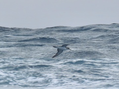 Calonectris diomedea