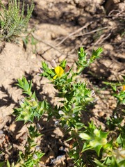 Aspalathus cordata