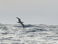 Calonectris diomedea