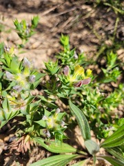 Aspalathus cordata
