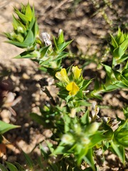 Aspalathus cordata