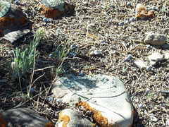 Boechera duchesnensis