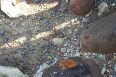 Boechera duchesnensis